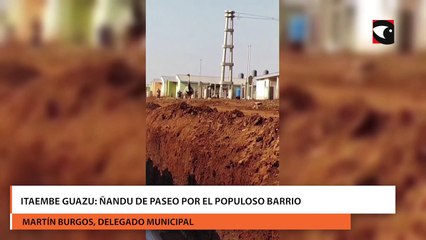Itaembe Guazu: ñandu de paseo por el populoso barrio