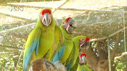 mqn–En Puntarenas está el santuario de lapas más grande del país–230323