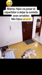 Perritos sorprenden por su peculiar forma de recibir un pedido.