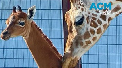 Adorable rare spotless giraffe born in U.S. zoo