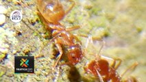 tn7-Plaga-de-hormigas-locas-afecta-hogares,-mata-animales-y-reduce-producción-de-cultivos--230323.png
