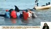 Sucre | En la Playa Chacopata se divisaron 7 ballenas orcas debido al cambio climático