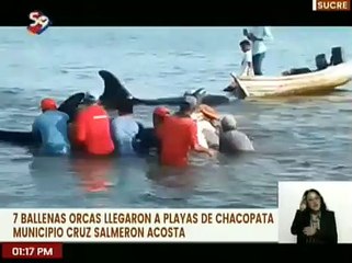 Sucre | En la Playa Chacopata se divisaron 7 ballenas orcas debido al cambio climático
