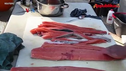 Larangan Tangkap Salmon Mulai Berdampak