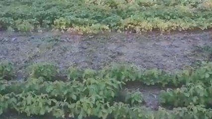 आगर मालवा: बारिश नहीं होने से बढ़ी किसानों की चिंता, सूख रही सोयाबीन की फसल
