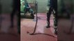 छिंदवाड़ा: कोबरा नाग निकालने से मचा हड़कंप, सर्प मित्र ने किया रेस्क्यू