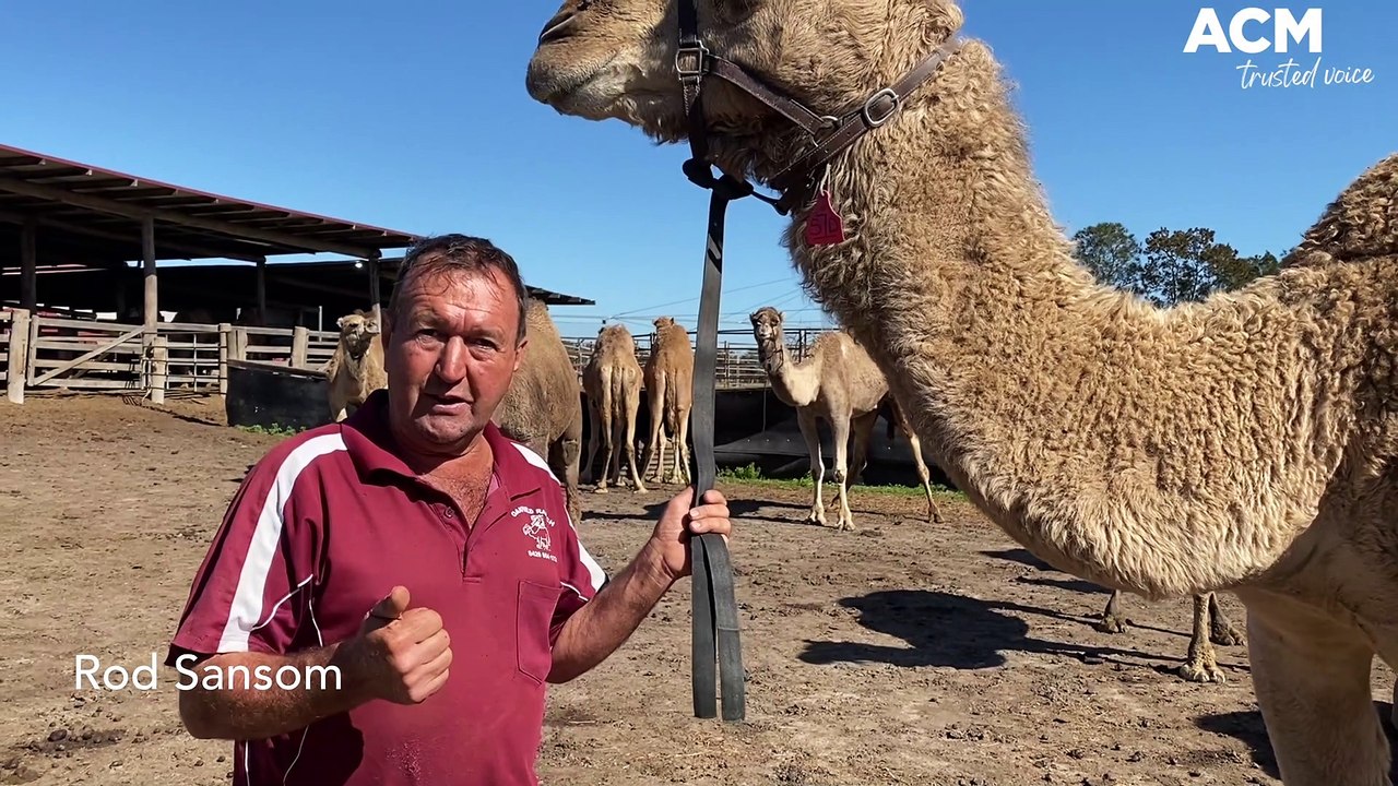 Rod Sansom Oakfield Ranch Camel Rides