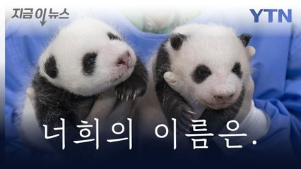 "쌍둥이 판다 이름 지어주세요"...에버랜드, 온오프라인으로 공모 [지금이뉴스] / YTN