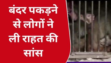 सैकडों की संख्या में मथुरा-वृंदावन से पकड़े गए उत्पाती बंदर