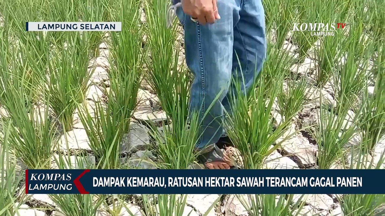 Dampak Kemarau, Ratusan Hektar Sawah Terancam Gagal Panen