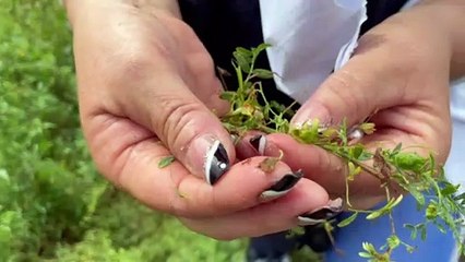 Les délicates et appréciées lentilles de Cilaos en péril
