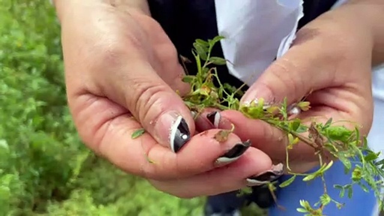 Les délicates et appréciées lentilles de Cilaos en péril
