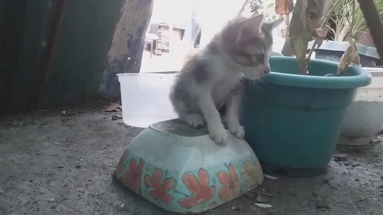 SNIPING Something with the BOWL Kittens