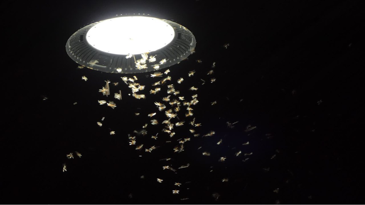 Nächtlicher Insektenbesuch: Dieses Licht lockt nicht an