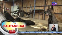 Ilang retired bomb-sniffing dogs, ipinapaampon na ng PNP-SA | BT