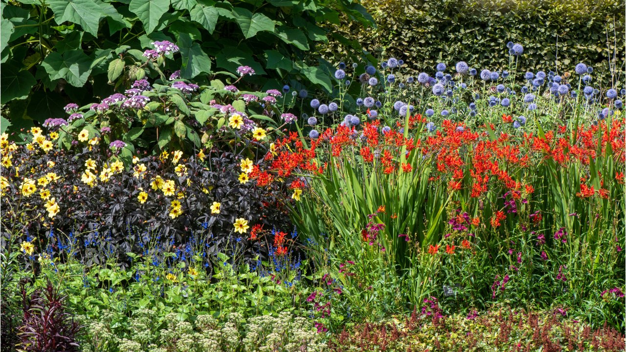 Diese Pflanzen vertragen Trockenheit und Hitze video Dailymotion