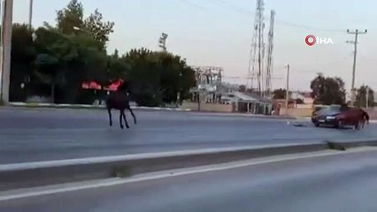 Bursa'da Başıboş Atların Trafiği Tehdit Etmesi