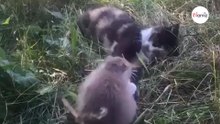 Adotta un gatto per sbarazzarsi dei topi, ma non si aspettava tale epilogo (Video)