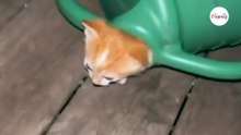 Un gattino esce dall'annaffiatoio, ma ciò che emerge dopo stupisce tutti (Video)