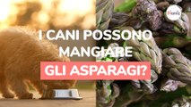 I cani possono mangiare gli asparagi? Ciò che devi sapere