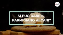 Si può dare il parmigiano ai cani?