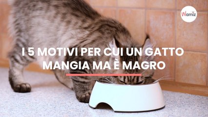 I 5 motivi per cui un gatto mangia ma è magro!