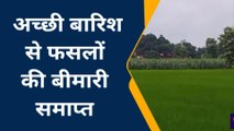 कुशीनगर: तीन दिनों से हो रही बारिश से लहलहा रही फसलें, किसान दिख रहे खुश