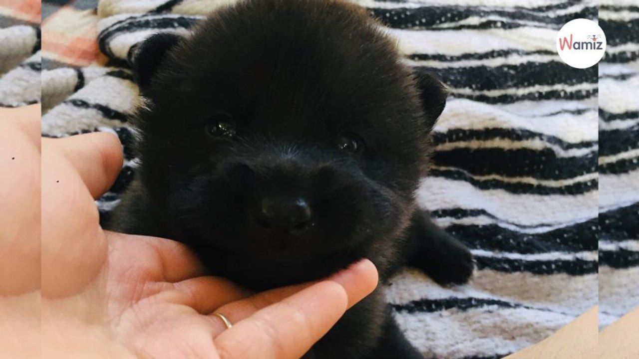 Perro mexicano calupoh descubre todo sobre esta raza hecha en México