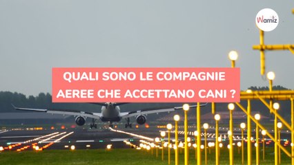 Quali sono le compagnie aeree che accettano cani nel 2023?