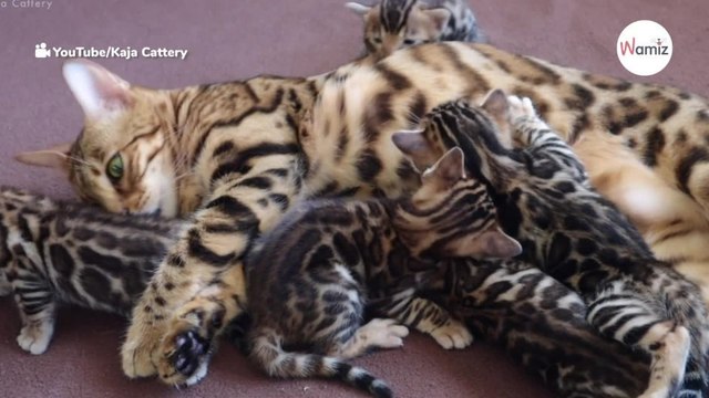 VIDEO Bengala conoce a sus nietos y de inmediato quiere ayudar a cuidarlos