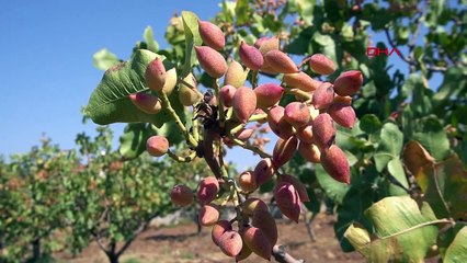 Siirt Fıstığı Üreticileri Kalitesiz Fıstıkla Mücadele Ediyor
