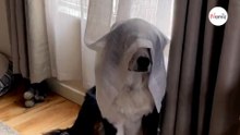 Bovaro del Bernese finge di non esserci: pronti per ridere? (Video)