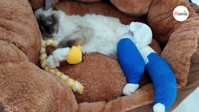 Dopo un incidente, Kiki diventa paraplegico: bella vita con la sua nuova famiglia (Video)