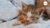 Affetta da corizza, una gattina randagia viene salvata in extremis da una coppia