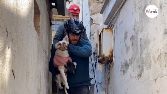 Ex soldato britannico rischia la vita per salvare animali in zone pericolose (Intervista)