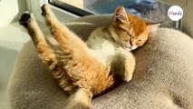 Pisolino e yoga? Le pose di questo gattino addormentato sono esilaranti! (Video)