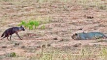 Hyena Walks Right into a Pride of Lions