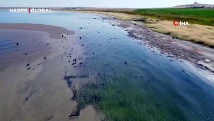 Suların çekilmesiyle Van Gölü'ndeki acı tablo görüntülendi: Sahiller bataklığa dönüştü
