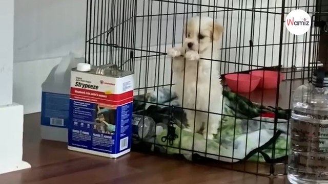 Di ritorno dal toelettatore, il suo cane la guarda in modo strano: che errore!