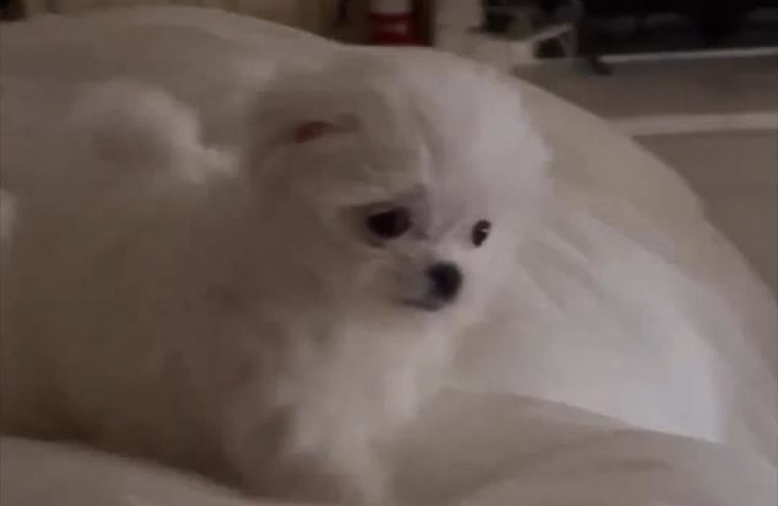 Britney Spears has a new puppy