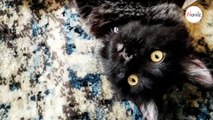 Adotta un gatto nero: improvvisamente si trasforma in una creatura diversa (Video)