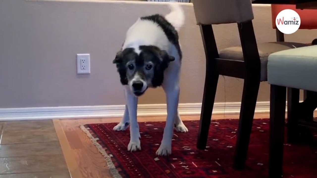 Va a trovare il suo cane ormai anziano: il loro...