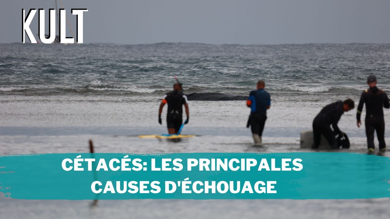 Cétacés : Les (principales) causes d'échouage
