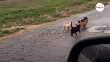 In mezzo al nulla, sentono dei rumori: non c'è un secondo da perdere (Video)