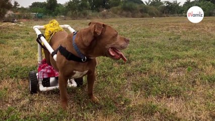 L'amore che unisce questa Pitbull e sua "mamma" tocca anche i cuori più freddi