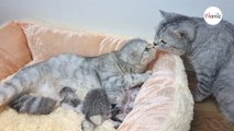 Papà gatto si avvicina ai mici appena nati: tutti col fiato sospeso (Video)