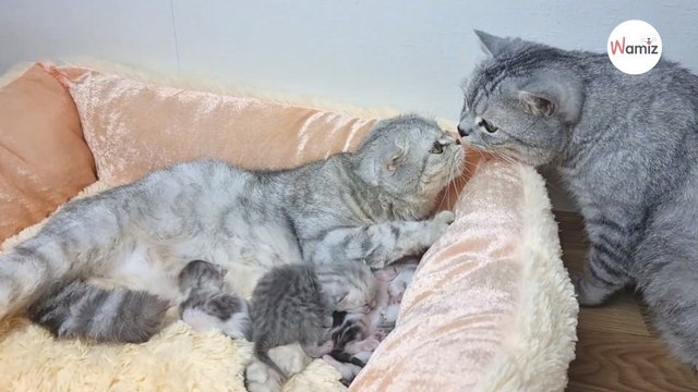 Papà gatto si avvicina ai mici appena nati: tutti col fiato sospeso (Video)