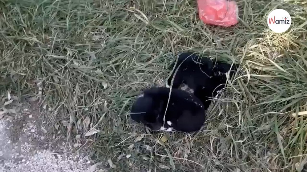 Mamma cane in lacrime chiede aiuto per i suoi cuccioli (Video)