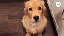 Questo Golden Retriever si trasforma quando è ora di cena e diverte 225K persone! (Video)