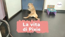 Dal carrellino al miracolo: la vita di Pixie potrebbe improvvisamente cambiare (Video)